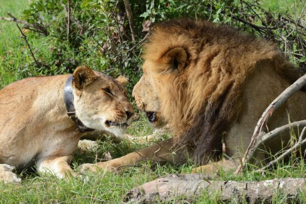 Nairobi National Park
