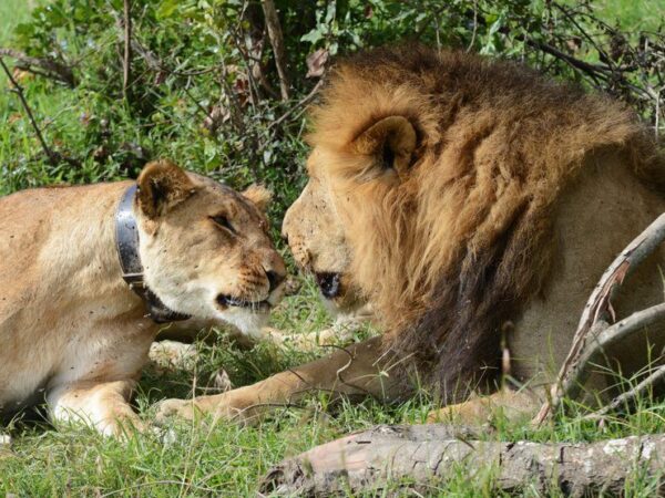 Nairobi National Park