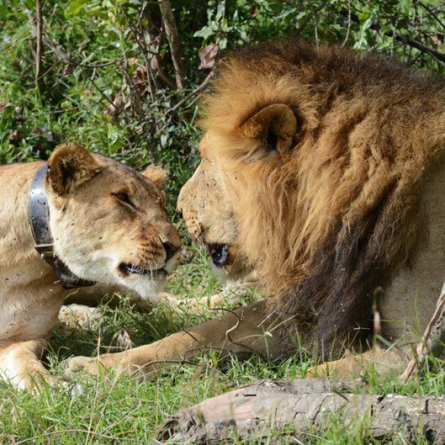 Nairobi National Park