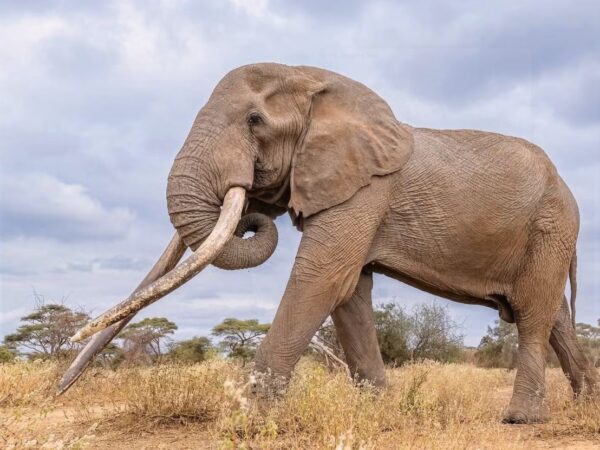 10 Days- Kenya’s Wildlife Safari