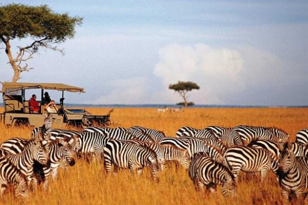 6-Days Kenya Bush Safari: Maasai Mara, Lake Nakuru & Amboseli