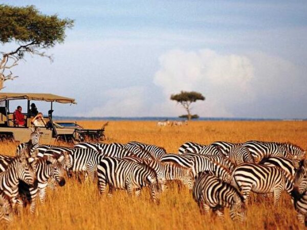 6-Days Kenya Bush Safari: Maasai Mara, Lake Nakuru & Amboseli