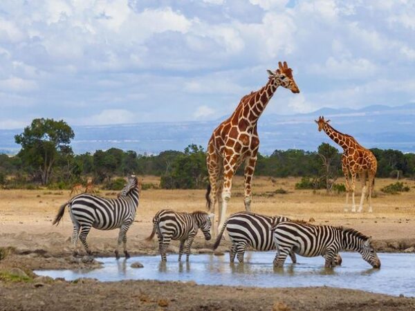 3-Days Ol Pejeta Conservancy Budget Safari from Nairobi