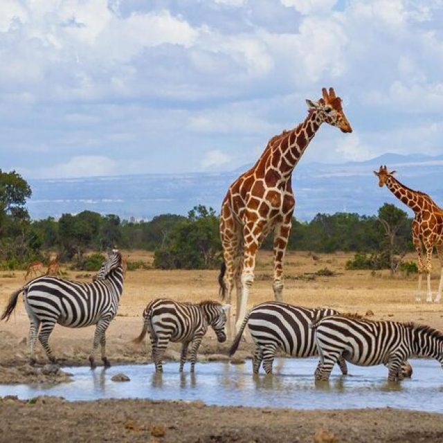 3-Days Ol Pejeta Conservancy Budget Safari from Nairobi